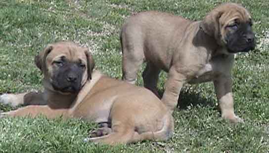 Cachorro mastiff saúde para um lar feliz.