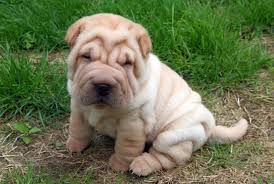 Cachorro de Shar Pei para adoção