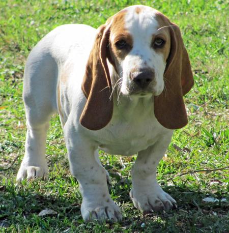  Basset hound 