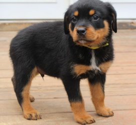 Cachorro Rottweiler