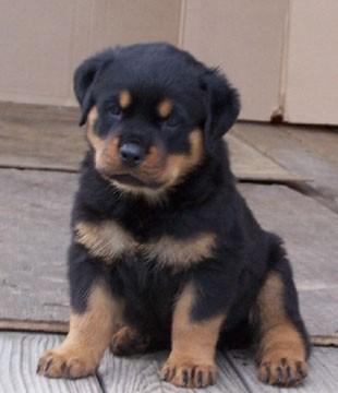  Cachorro Rottweiler