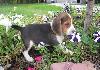 Beagle adorável para adoção agora.