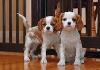 Adorável Cavalier King Charles Spaniel Cachorro para Cachorro são todos vet verificado e deve estar junto com todos seus
