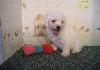 Adorável cachorrinho de friese Bichon para ano novo, o cachorrinho está livre de todas as doenças, VACINAÇÕES, DEWORMING
