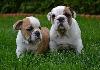 Adorável inglês Bulldog Cachorro para adoção