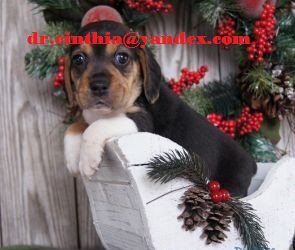 Gratis  Presente Beagle cachorros brinquedo