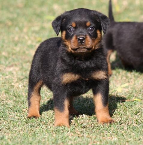  Cachorro de Rottweiler