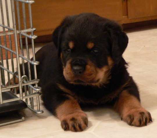 Cachorro de Rottweiler 