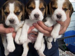 Cachorro de Beagle bonitas