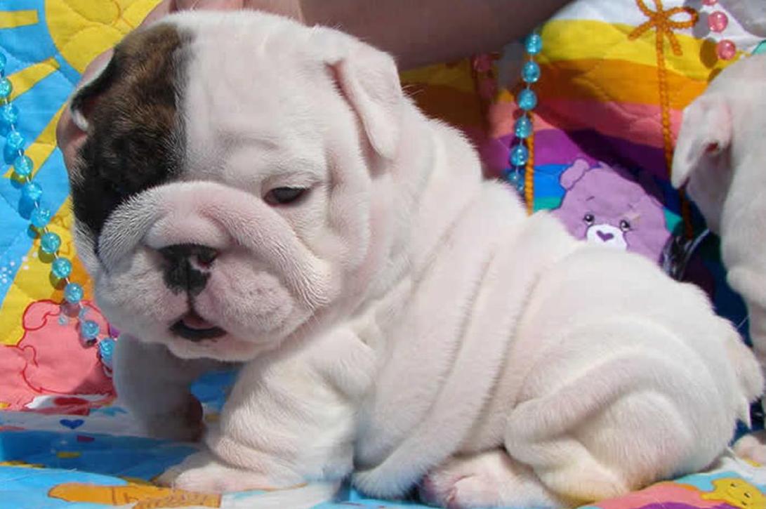 Cute e adorável bulldog inglês à venda