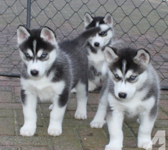 Cute e adorável Husky siberiano para venda