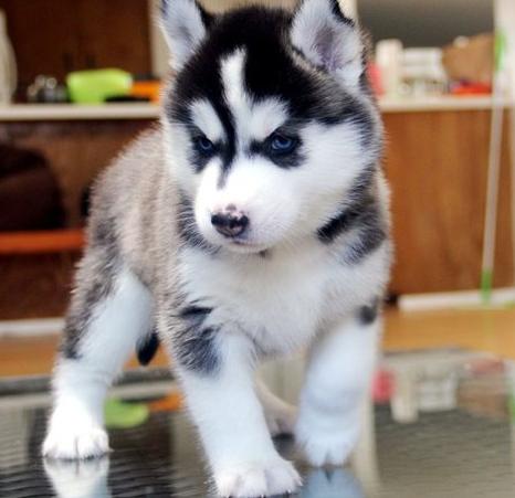 Cute e adorável Husky siberiano para venda