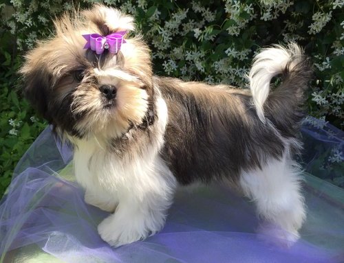 Cute e adorável Shih Tzu para venda