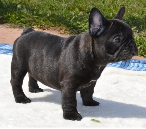 Cute e adorável bulldog francês para venda