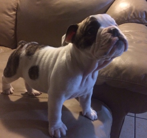 Cute e adorável bulldog inglês à venda