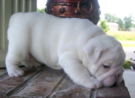 Cute e adorável bulldog francês para venda
