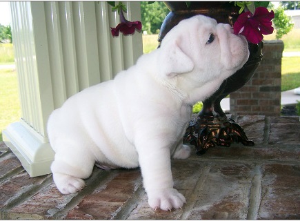 Cute e adorável bulldog inglês à venda