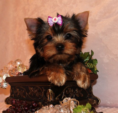  Cute e adoráveis Cachorro de Yorke para venda
