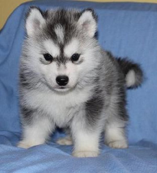 Cute e adorável Husky siberiano para venda