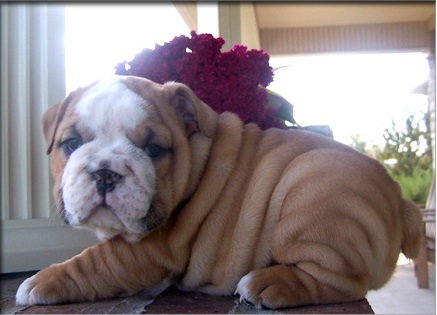 Cute e adorável bulldog inglês à venda