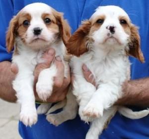 Masculino y Femenino Cavalier King Charles Spaniel listo para ir a su nuevo hogar y familia. Tienen el certificado genea