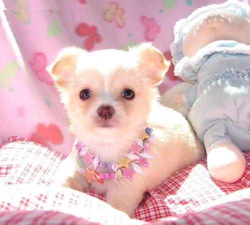 Chihuahua