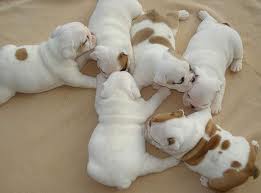 3 Esquerda, dois brancos um vermelho / branco inglês bulldog cachorros