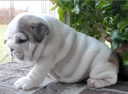 3 Esquerda, dois brancos um vermelho / branco inglês bulldog cachorros