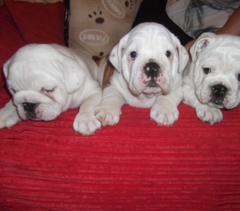 3 Esquerda, dois brancos um vermelho / branco Cachorro de basset hound