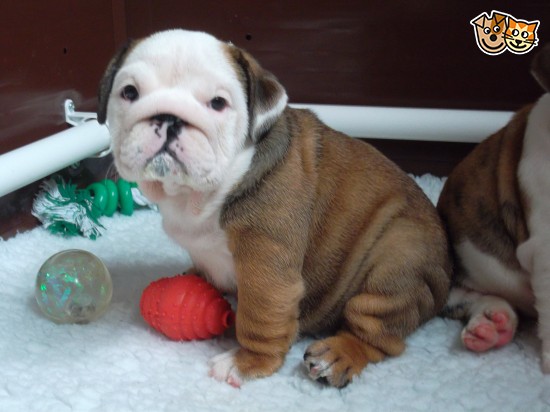 Cachorro de cachorro bonitos para adoção livre