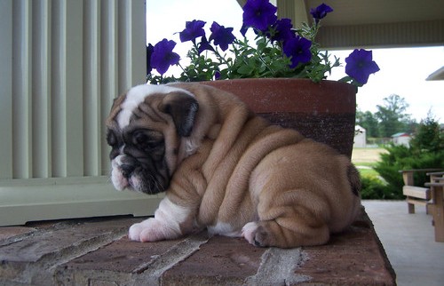  andy braxtonadoreble bulldog Inglés gratis