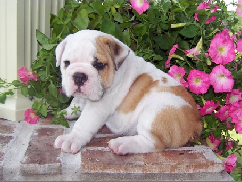 Encantadores Cachorro Inglês Bull Dog para adoção.
