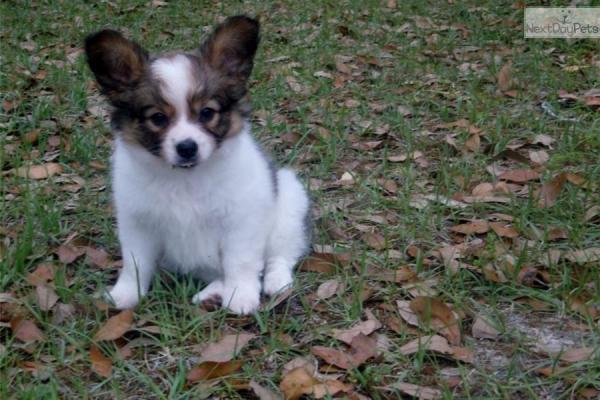 Menina lindo pronto para nova casa!