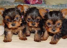 Yorkie cachorros lindo pronto para a nova casa!
