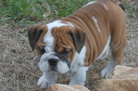 Bulldog cachorros bonitos para realojamento 