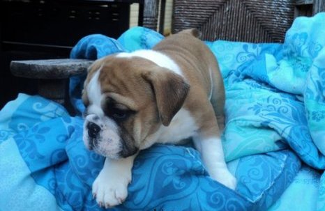 Magníficos Cachorro bulldog inglês para uma família linda 