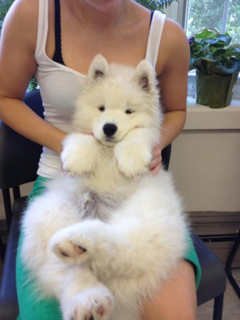 cachorro de Chow Chow raça pura branca