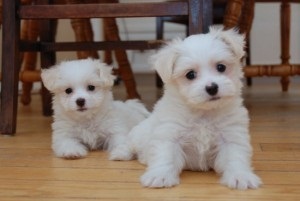 Maltês cachorros para adoção