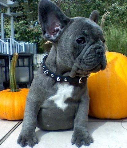 Cachorro de cachorro bulldog francês para adoção