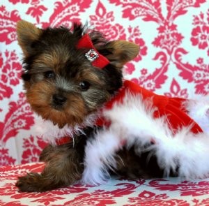 Os Cachorro de cachorro Yorkshire Terrier fantásticas