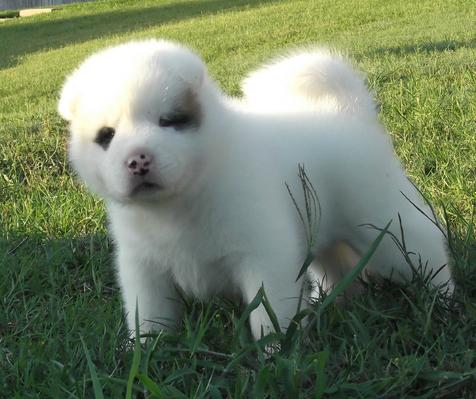 Os Cachorro de cachorro de Akita do japonês