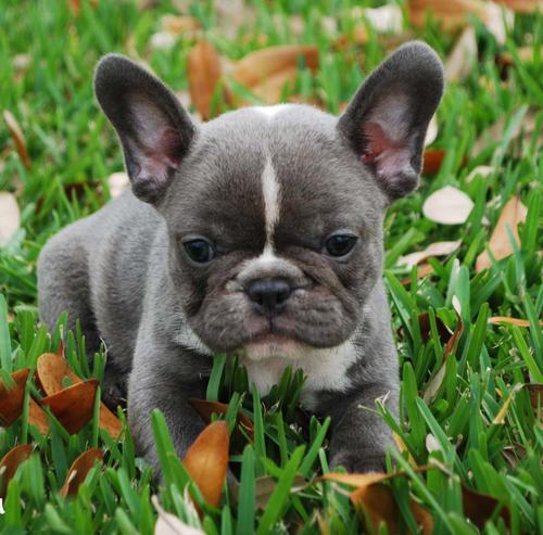 Pequenos Cachorro de cachorro do buldogue francês