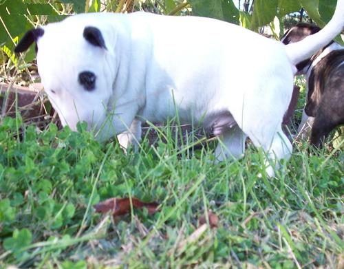 Cachorro de bull terrier prontos