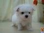 Bichon