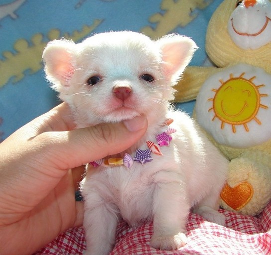 Chihuahua Cachorro prontos para realojamento