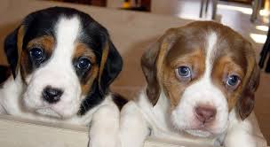 Cachorro de cachorro bonitos Beagle para venda