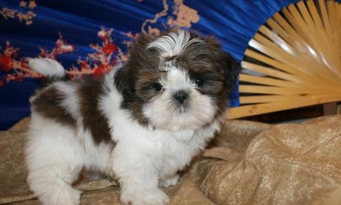 Shih Tzu Cachorro para venda