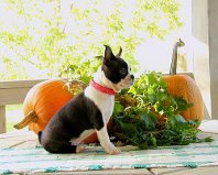 Cachorro Boston Terrier para venda