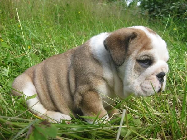 Bulldog Inglês Cachorro disponíveis para venda