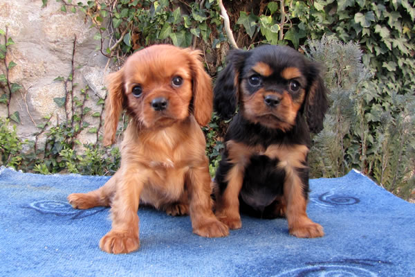 Cavalier King Charles Spaniel